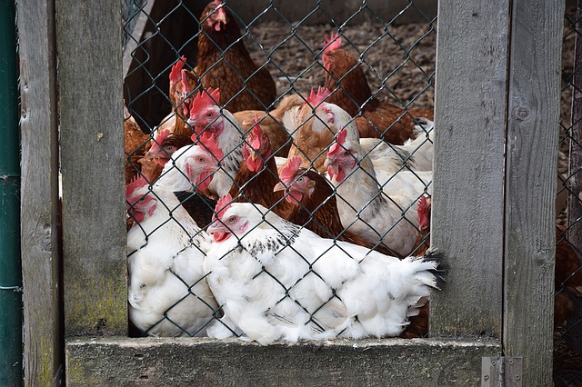 7 Tipps gegen die 100 Stunden Woche

Hühner im Stall